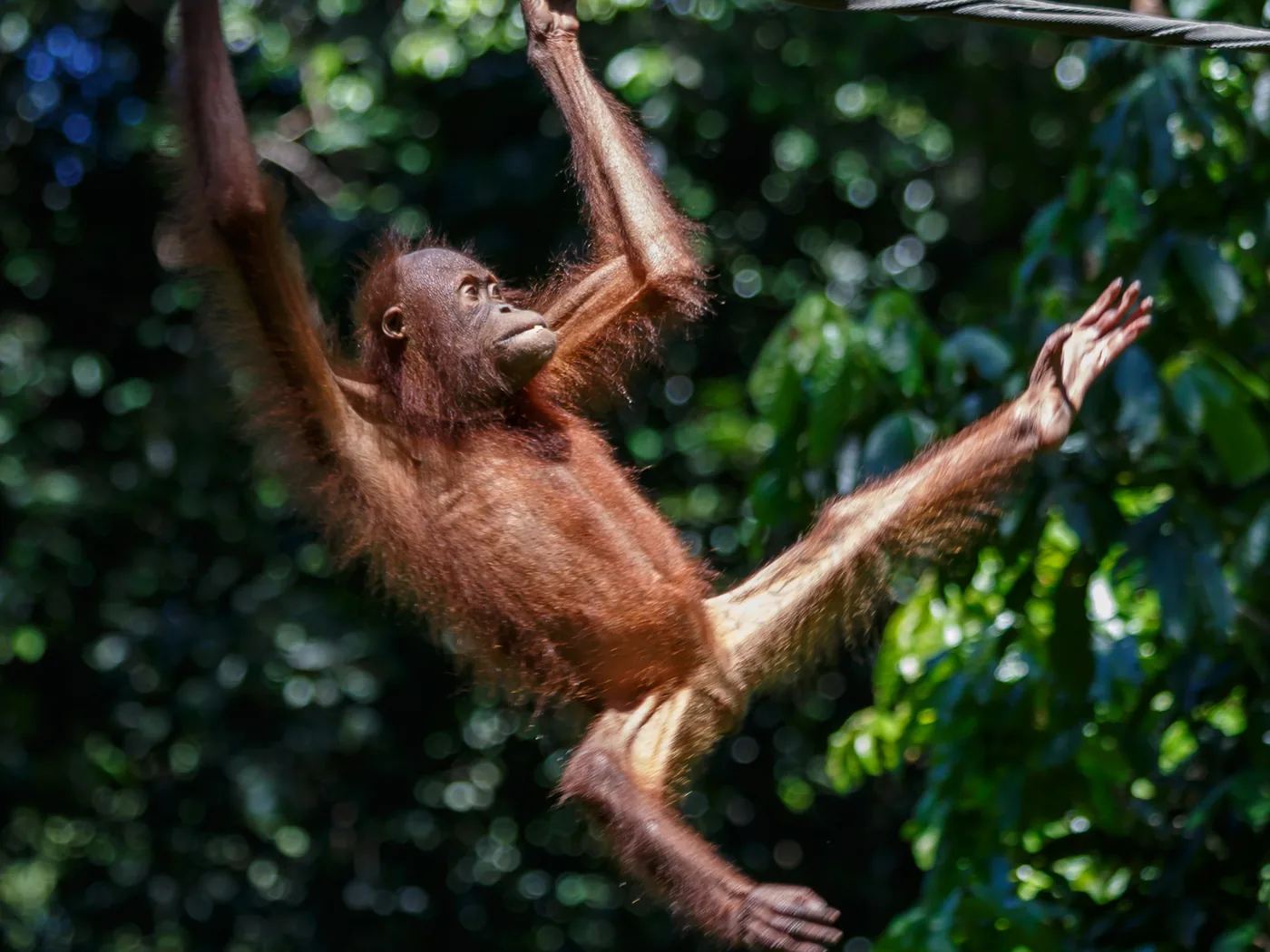 An orangutan at the Sepilok feeding platform in the rainforest