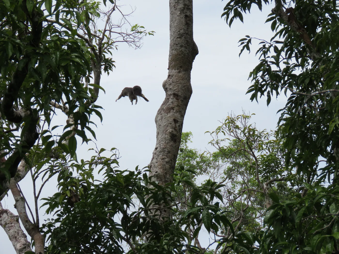 A Prevost’s squirrel in the rainforest at the Rainforest Discovery Centre, Sepilok