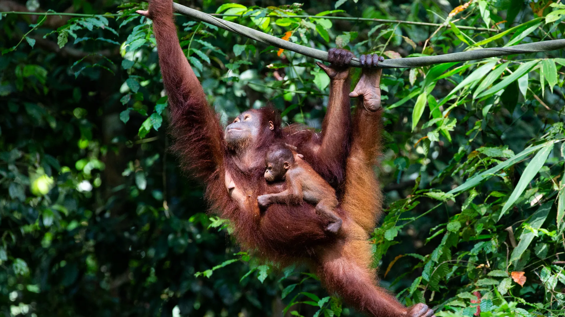An orangutan in the rainforest at the Sepilok Rehabilitation Centre, Borneo