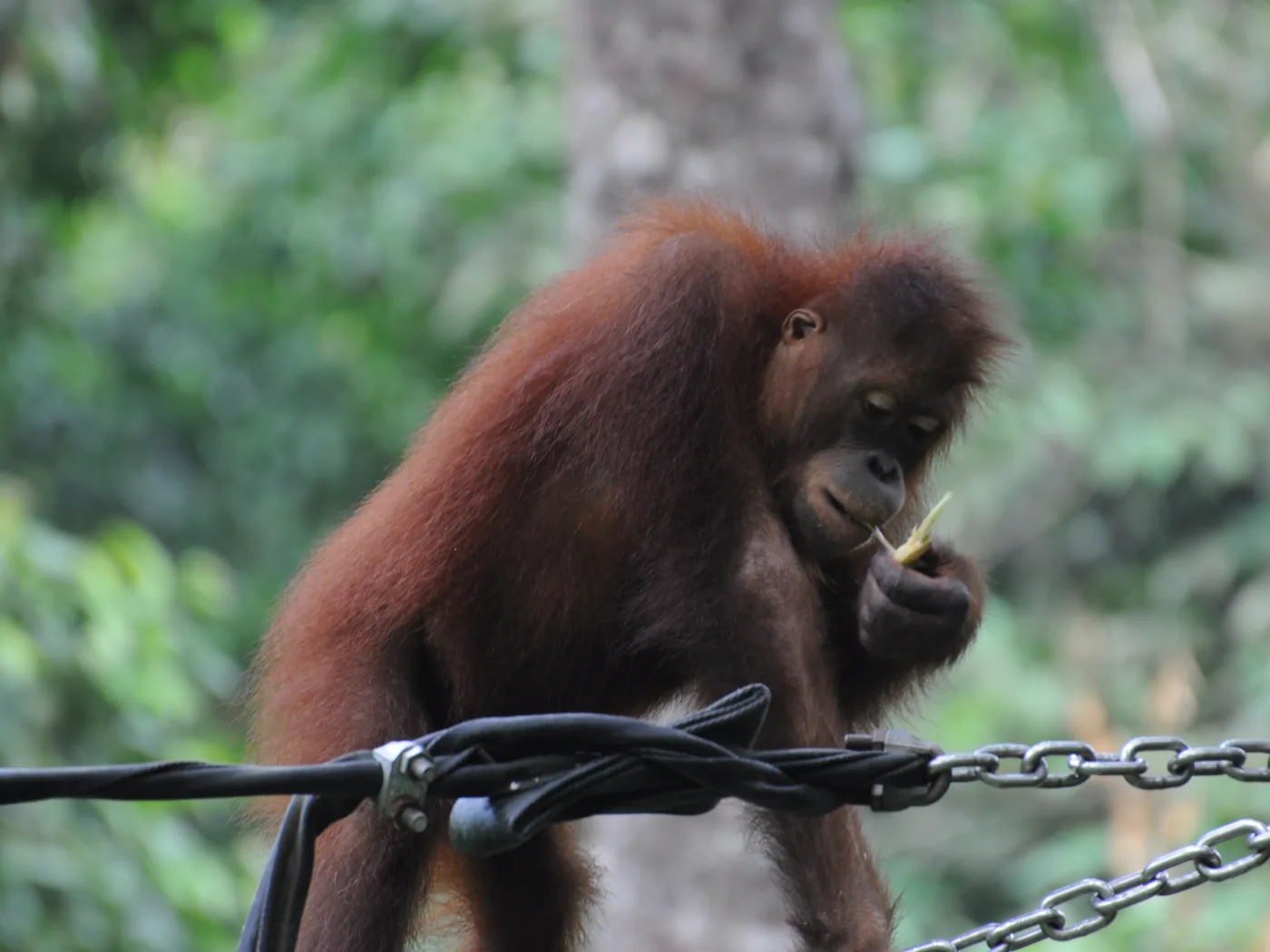A young orangutan climbing at the Sepilok nursery, Borneo